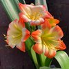 Кливия (Clivia) Призрачная U21